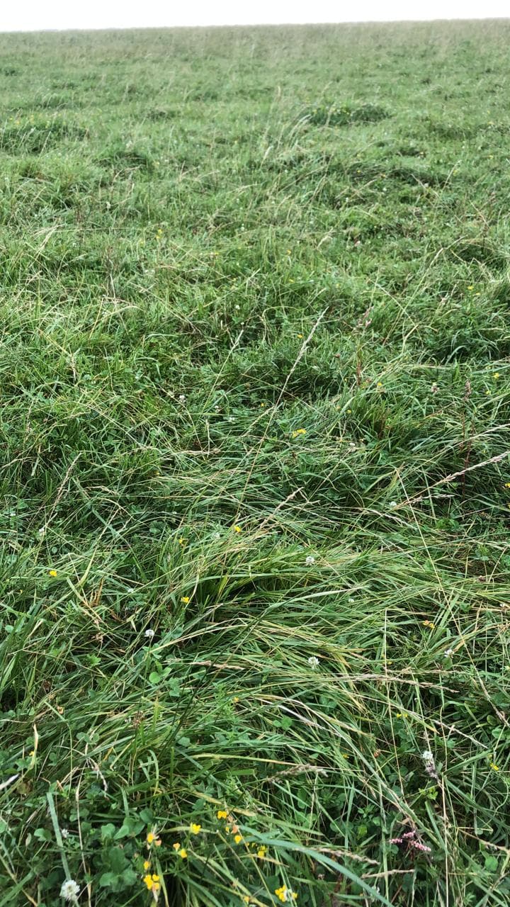 Festuca